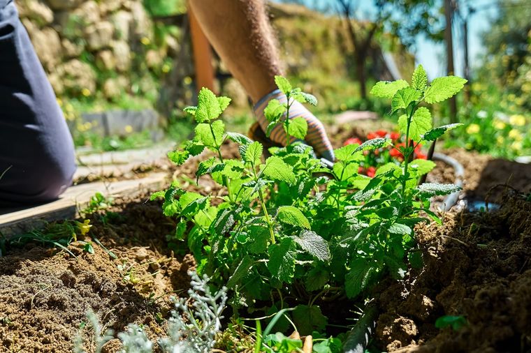 Citronela, el mejor repelente. Foto: Fuente: Shutterstock
