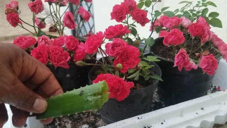 Dale vida a tu jardín con este trucazo. Foto: Archivo