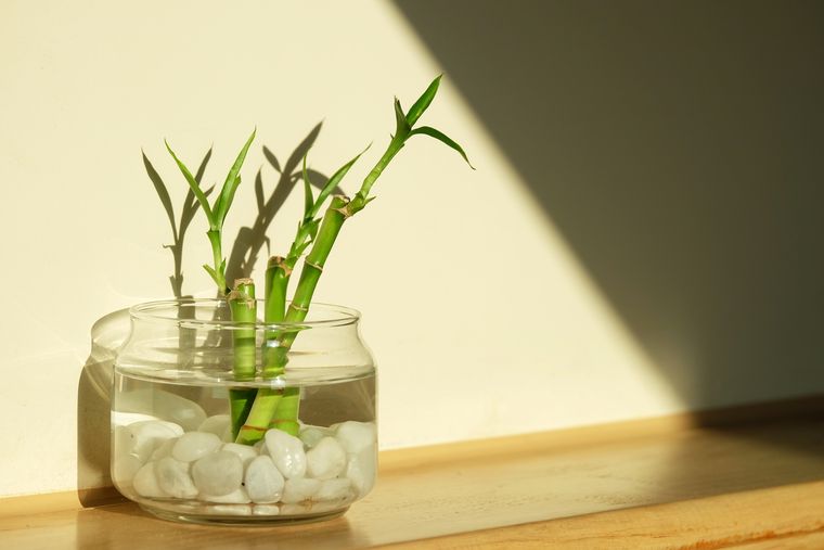 Las plantas cultivadas en agua se volvieron una opción práctica para decorar interiores durante los meses fríos.