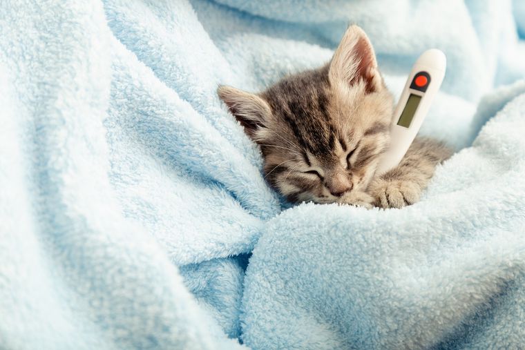 Si tu gato se esconde más de lo habitual, es hora de prestar atención, te contamos el porqué Foto: Shutterstock