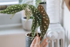 Estas plantas funcionan con poca luz.