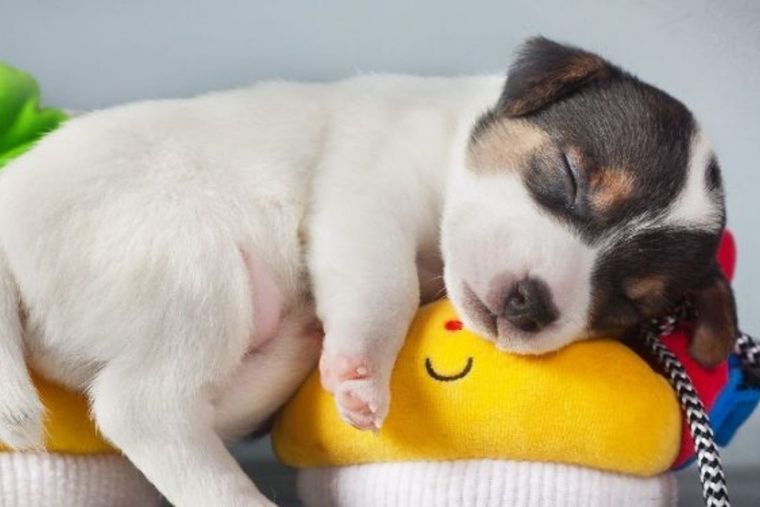 perro Foto: RedCanina.es