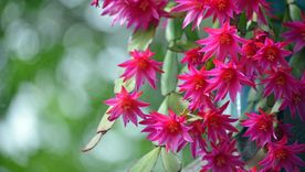 El cactus navideño es una de las suculentas que&nbsp; más flores tienen.&nbsp;