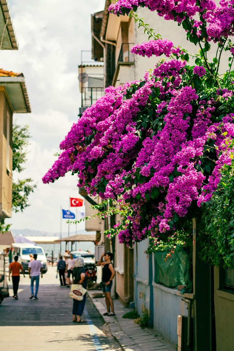 Jardín: cómo cultivar una planta trepadora como un verdadero profesional Aprende a cultivar enredaderas como un jardinero. Foto: Pexels