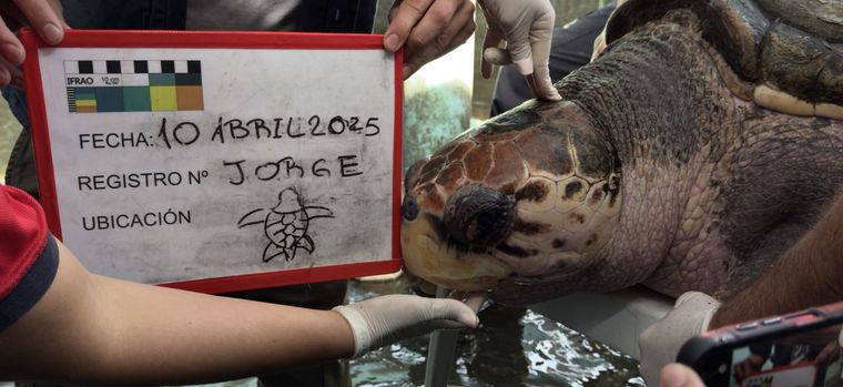 El tortugo ya se encuentra en Porto Alegre. Foto: Municipalidad de Ciudad