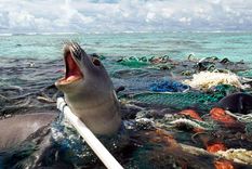 El desarrollo busca que el plástico sea biodegradable al contacto con el agua de mar. Foto: Unep