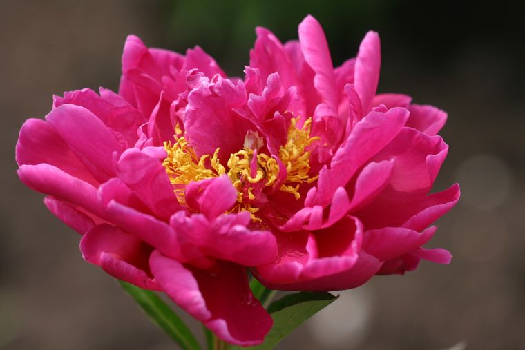Esta es una de esas plantas que no puede faltar en el jardín.