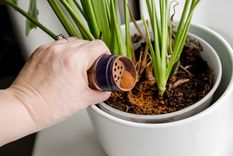 Tus plantas estarán sanas. Foto: Fuente: Shutterstock