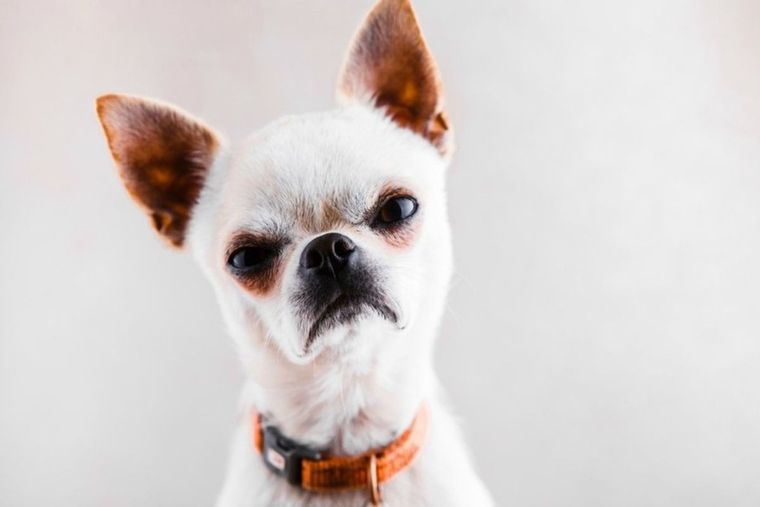 Chiuahua Foto: Milenio