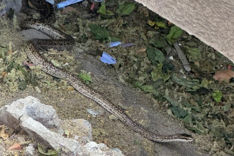 Vecinos del centro de Mendoza reportaron una culebra en el centro de la Ciudad de Mendoza. Aún no fue hallada por las autoridades. Vecinos del centro de Mendoza reportaron una culebra en el centro de la Ciudad de Mendoza. Aún no fue hallada por las autoridades.