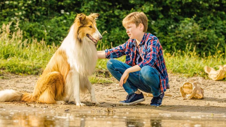 Lassie es uno de los perros más reconocidos de la historia del espectáculo Foto: Shutterstock