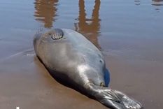 Los guardavidas de Mar del Plata tuvieron la idea de hacer un cartel de advertencia para permitir que un elefante marino pueda descansar tranquilo en su hábitat natural sin ser molestado Foto: TikTok @catalinadanada.mdq