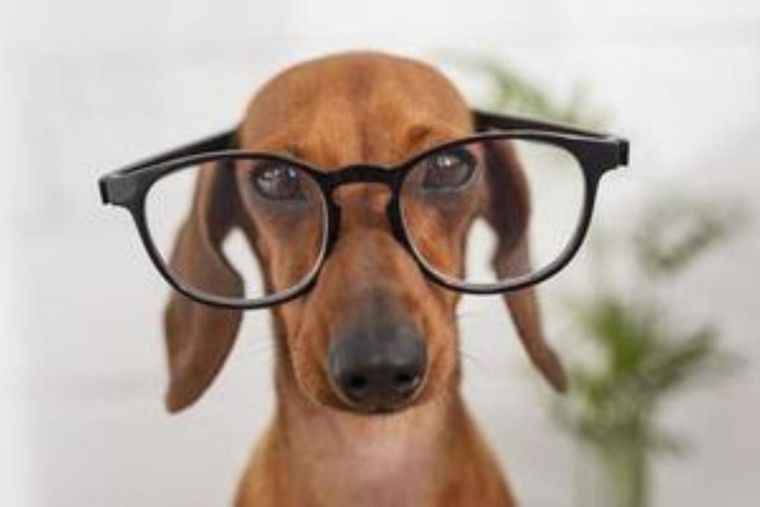 Perro perro - Perro Senior Foto: Vecteezy