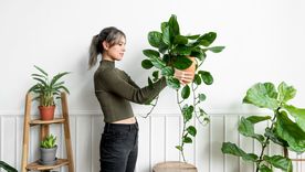 Las plantas que crecen en el interior. Las plantas que crecen en el interior.