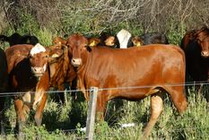 La Argentina es país libre de aftosa con vacunación y por eso es muy importante mantener al día los programas oficiales antiaftosa en todo el territorio nacional. Foto: Archivo MDZ