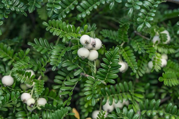 Osteomele, es una de las tres plantas que purifican el aire.
