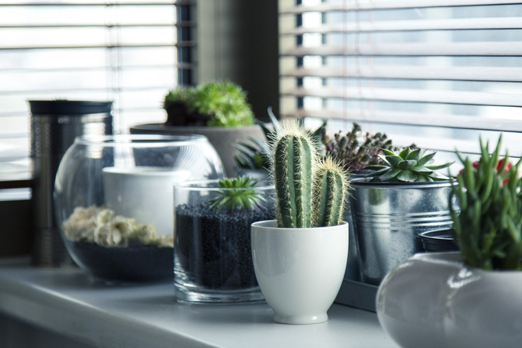 Esta es la mejor planta para atraer dinero: incorpórala en tu hogar. Foto: Pixabay - pixabay.com