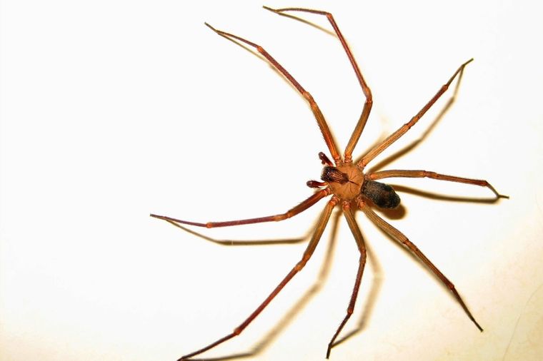 La denominada araña del rincón.