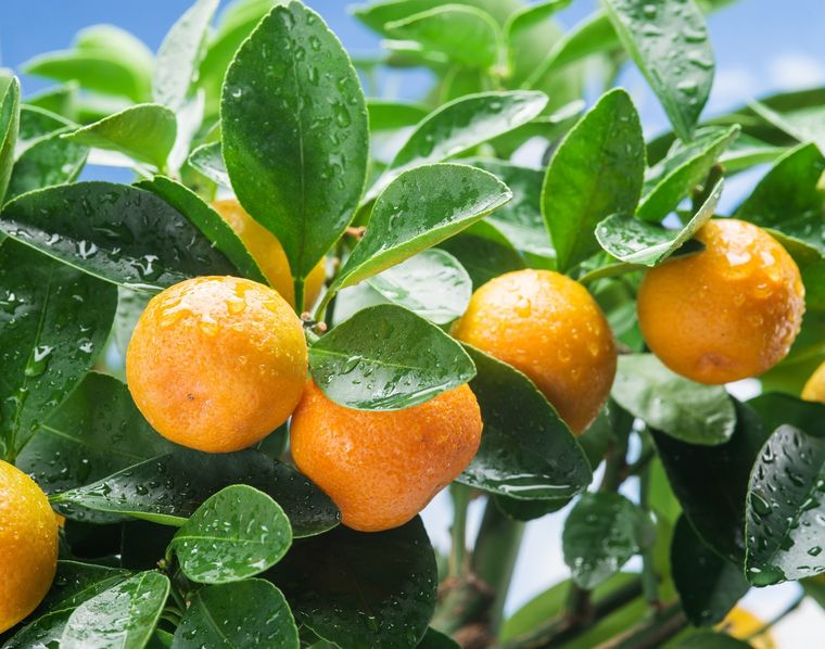 Estos son los cuidados esenciales para un árbol frutal Foto: SHUTTERSTOCK