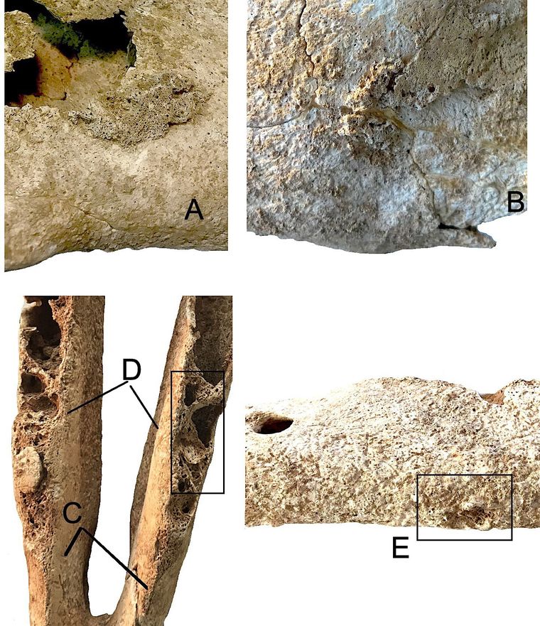 Análisis Óseos de la mula más antigua de Europa occidental. Foto Dpa Análisis Óseos de la mula más antigua de Europa occidental. Foto Dpa