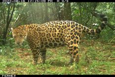 El yaguareté es el tercer felino más grande del mundo. Foto: Fundación Vida Silvestre