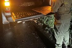 Las fuerzas de seguridad habían encontrado al yaguareté en la ruta Foto: @gobiernodemisiones