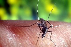 El dengue es una enfermedad transmitida por el mosquito Aedes aegypti, Foto: EFE