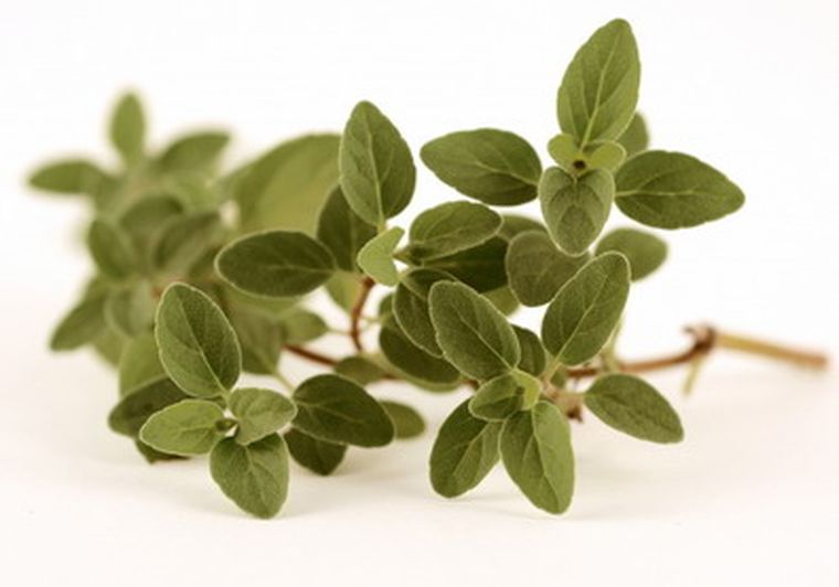 Mendoza presenta características especiales para el cultivo del orégano, lo que hace que su olor sea más persistente luego de cosechado. Foto: Web