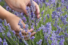 La lavanda puede vivir hasta 20 años en condiciones óptimas Foto: Shutterstock