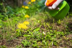 Para quienes buscan una manera sencilla de cuidar su jardín sin complicarse, esta receta representa una opción accesible, práctica y eficiente Foto: Shutterstock