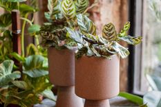 JARDÍN LAS PLANTAS NO PUEDEN FALTAR PARA DECORAR INTERIORES. Foto: SHUTERSTOCK JARDÍN LAS PLANTAS NO PUEDEN FALTAR PARA DECORAR INTERIORES. Foto: SHUTERSTOCK