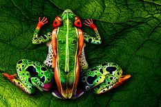 maravillas del body painting hechas por johannes stotter