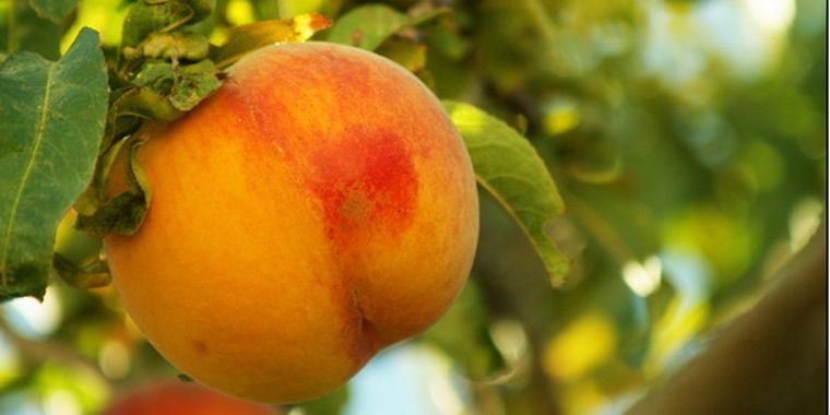 El durazno ya tiene precios oficiales. Foto: Flickr