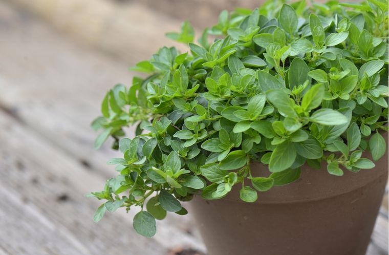 Orégano Cómo cultivarlo en casa Foto: Shutterstock
