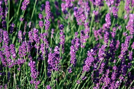 Algunos trucos para llenar la lavanda de flores. Algunos trucos para llenar la lavanda de flores.
