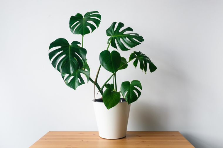 Jardín Consejos frente a problemas con la monstera Foto: Shutterstock