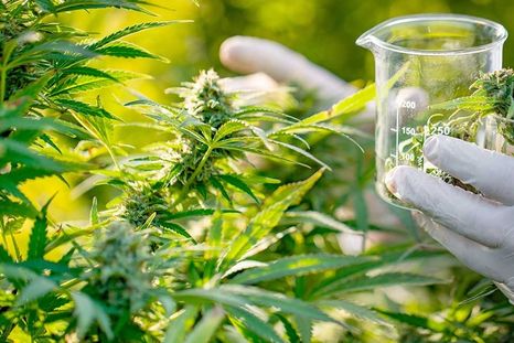 En la Argentina se trabaja en distintos proyectos vinculados con el uso medicinal del cannabis, ahora hubo claros avances en Biofábrica Misiones. En la Argentina se trabaja en distintos proyectos vinculados con el uso medicinal del cannabis, ahora hubo claros avances en Biofábrica Misiones.