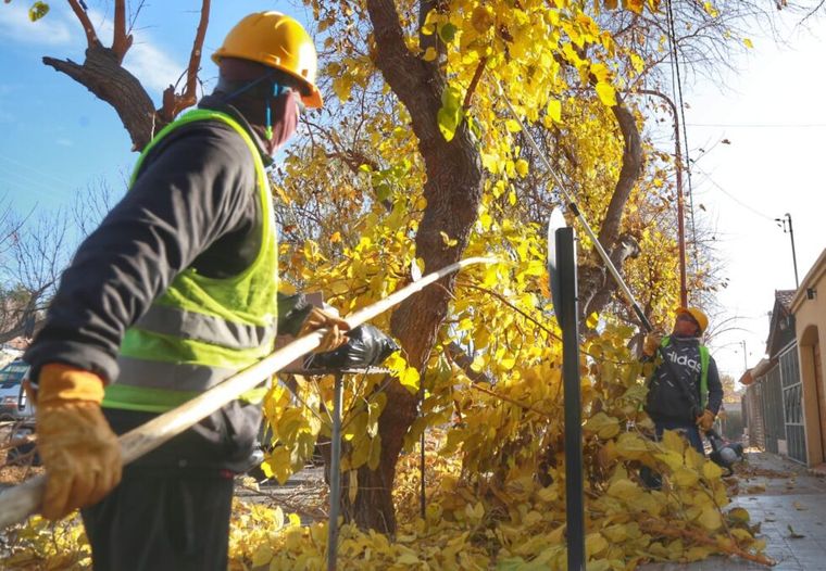 La calle Boedo estará cortada por trabajos de poda.&nbsp;