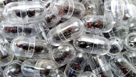 Algunas hormigas encapsuladas fueron recuperadas.