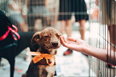 Animales BA: la nueva web para buscar mascotas perdidas, adoptar y pedir turnos gratis. Animales BA: la nueva web para buscar mascotas perdidas, adoptar y pedir turnos gratis.