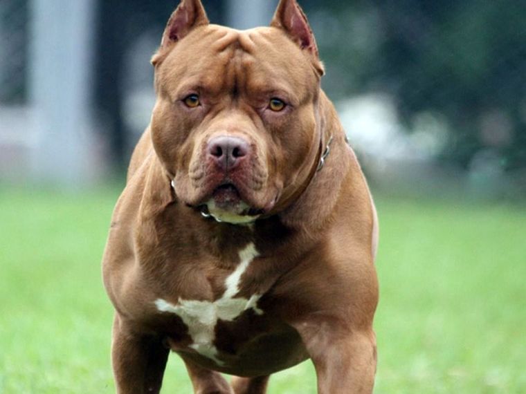 El Pitbull entró a una casa y la policía tuvo que matarlo para controlarlo