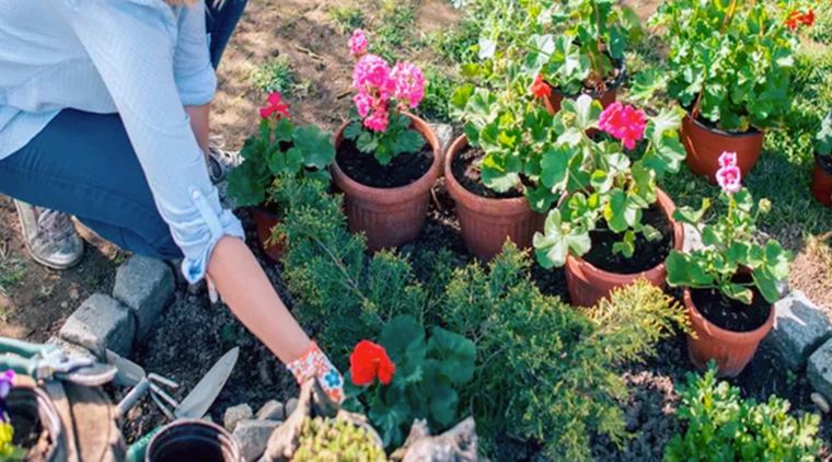 Colocar las plantas en el suelo, aún en sus macetas, hasta lograr la forma que uno desea. Foto: Dardespot