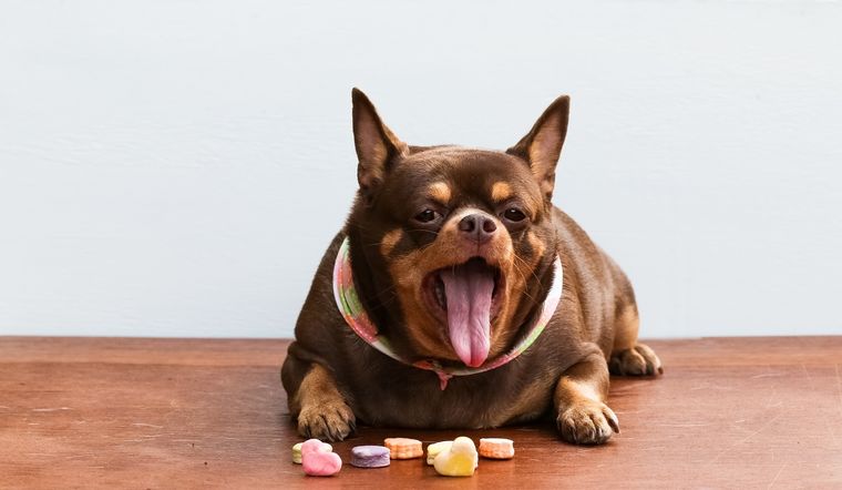 Estos perros tienen todo el día sueño y deseos de dormir Foto: SHUTERSTOCK