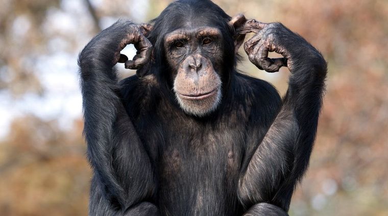 Nos parecemos más de lo que creeríamos. Foto: TheConversation.