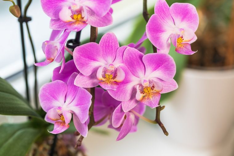 PLANTAS DE INTERIOR CON FLORES Foto: SHUTTERSTOCK