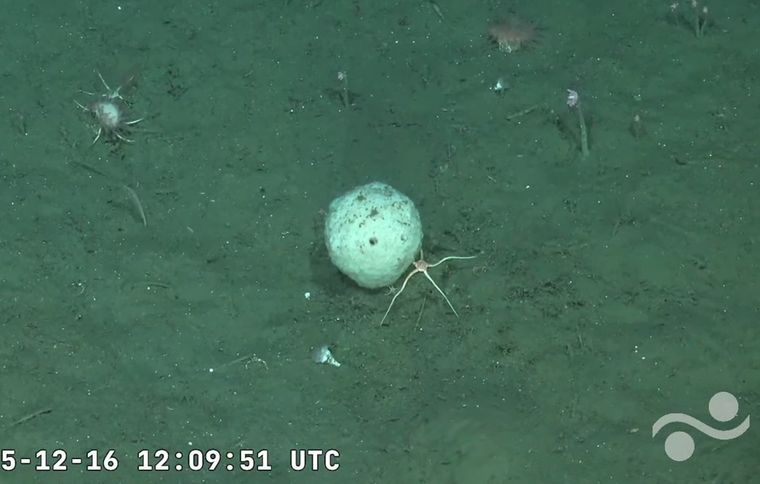 El chipá de mar registrado en la transmisión de Vida en los extremos del Conicet.