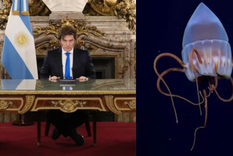 javier milei volvio a fracasar frente al streaming del conicet: los numeros