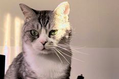 Aseguran que es posible educar a los felinos domésticos para evitar que maten animales silvestres. Foto: Twitter @necode67 Aseguran que es posible educar a los felinos domésticos para evitar que maten animales silvestres. Foto: Twitter @necode67