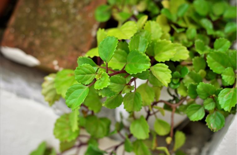 Jardín Plectranthus verticillatus Foto: Shutterstock