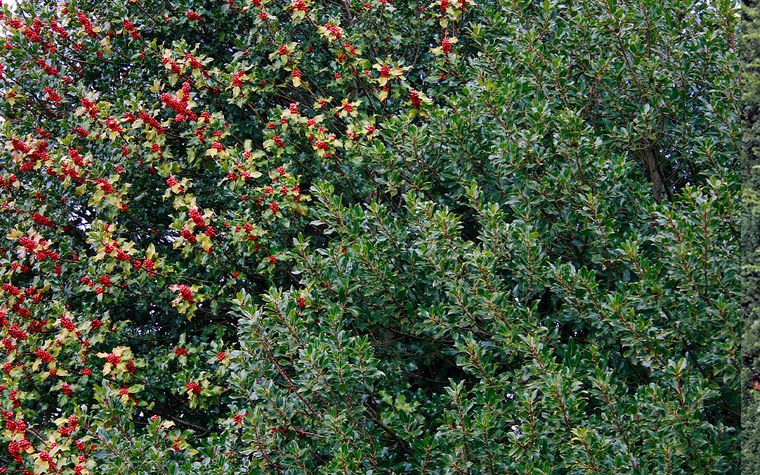 Imagen: Acebo (Ilex aquifolium) - Foto: Flickr.com Imagen: Acebo (Ilex aquifolium) - Foto: Flickr.com